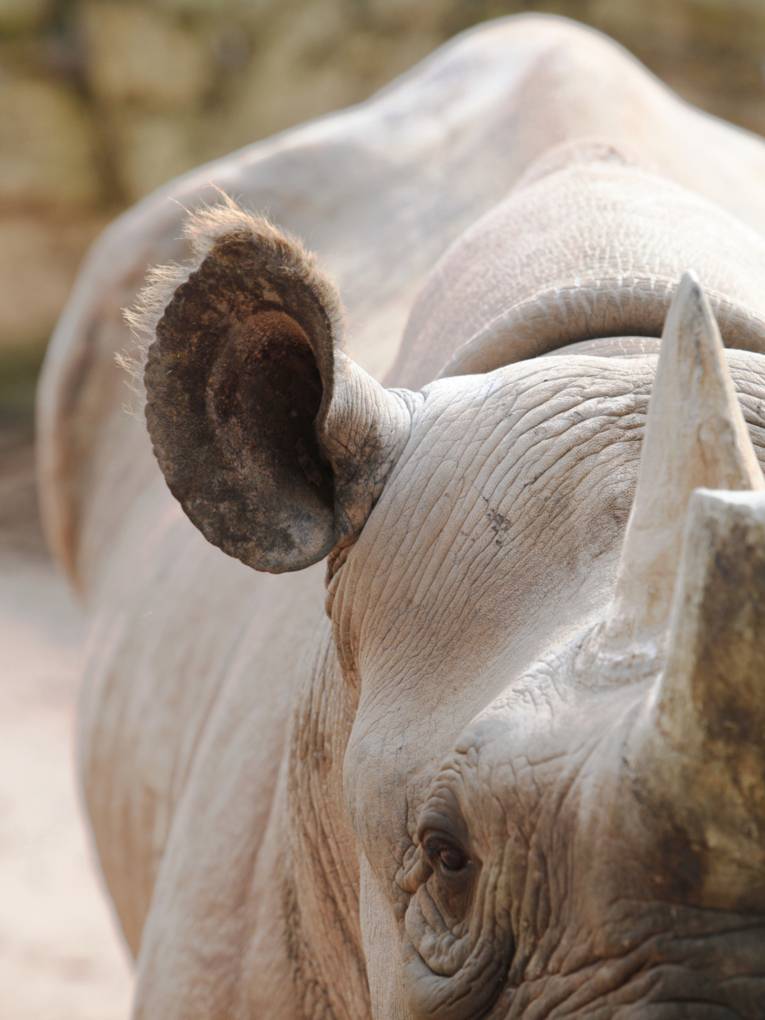 Foto eines Nashorns, der Fokus liegt auf dem Ohr des Tiers.